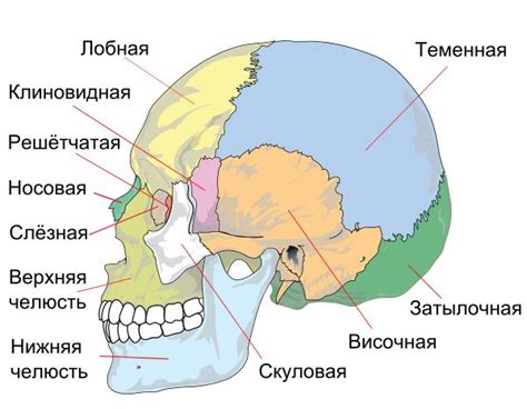 Череп человека — Википедия